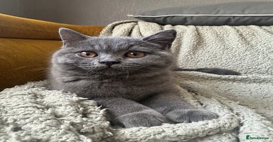 British Shorthair cats - Advert 13