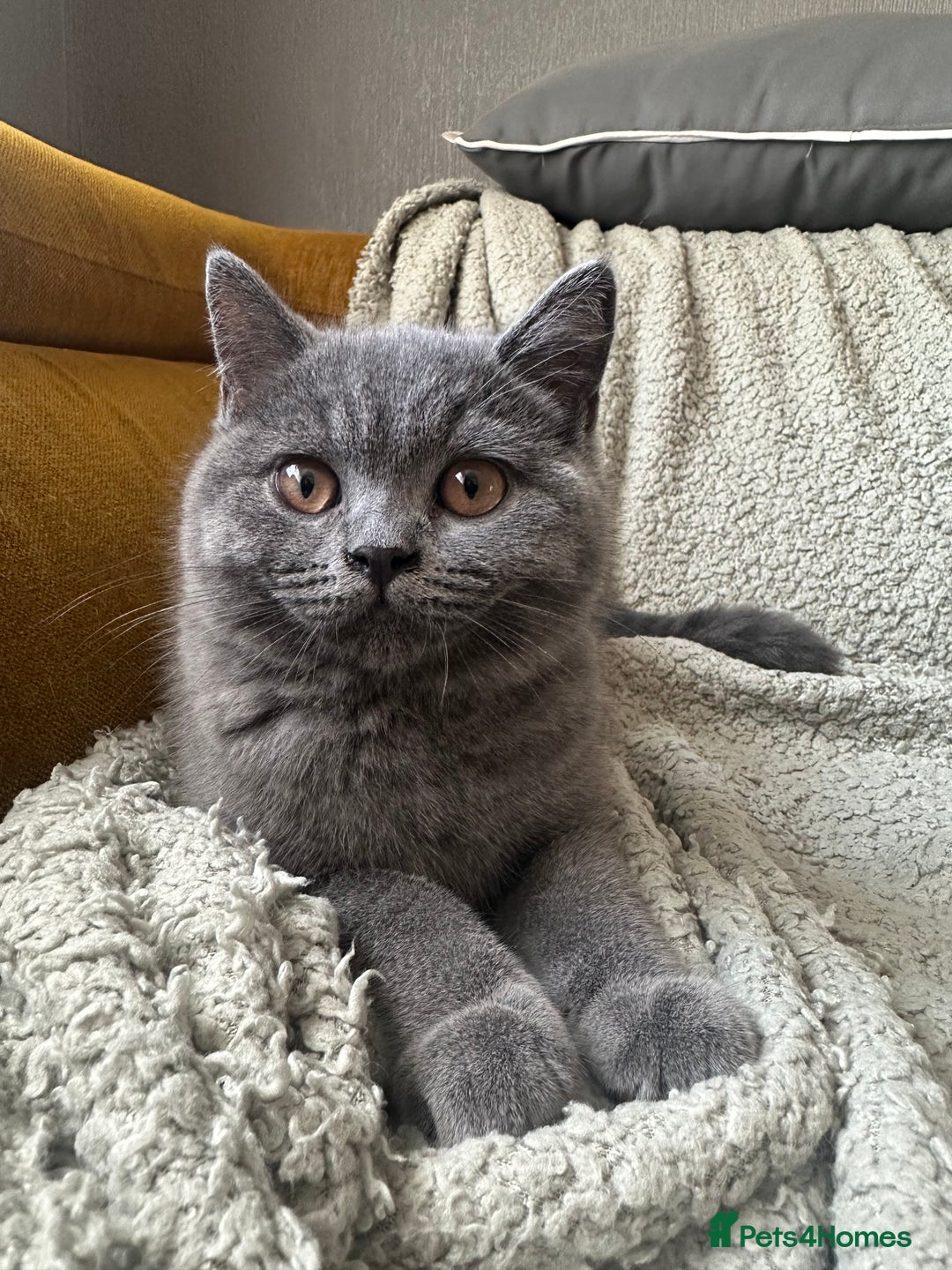 British Shorthair cats for sale: GCCF Champ Bloodline Pedigree BSH Kittens  - Image 3