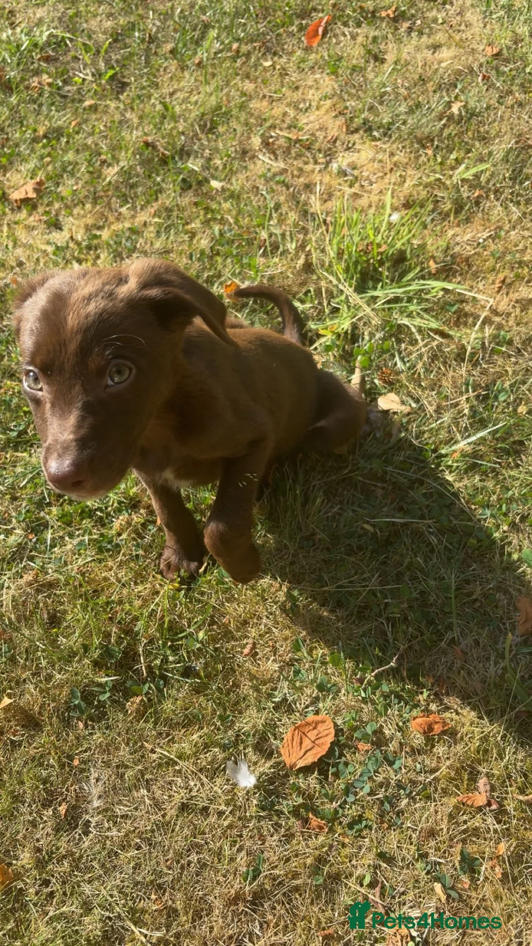 Springador dogs for sale: Chocolate Brown Springador in Thirsk - Advert 2