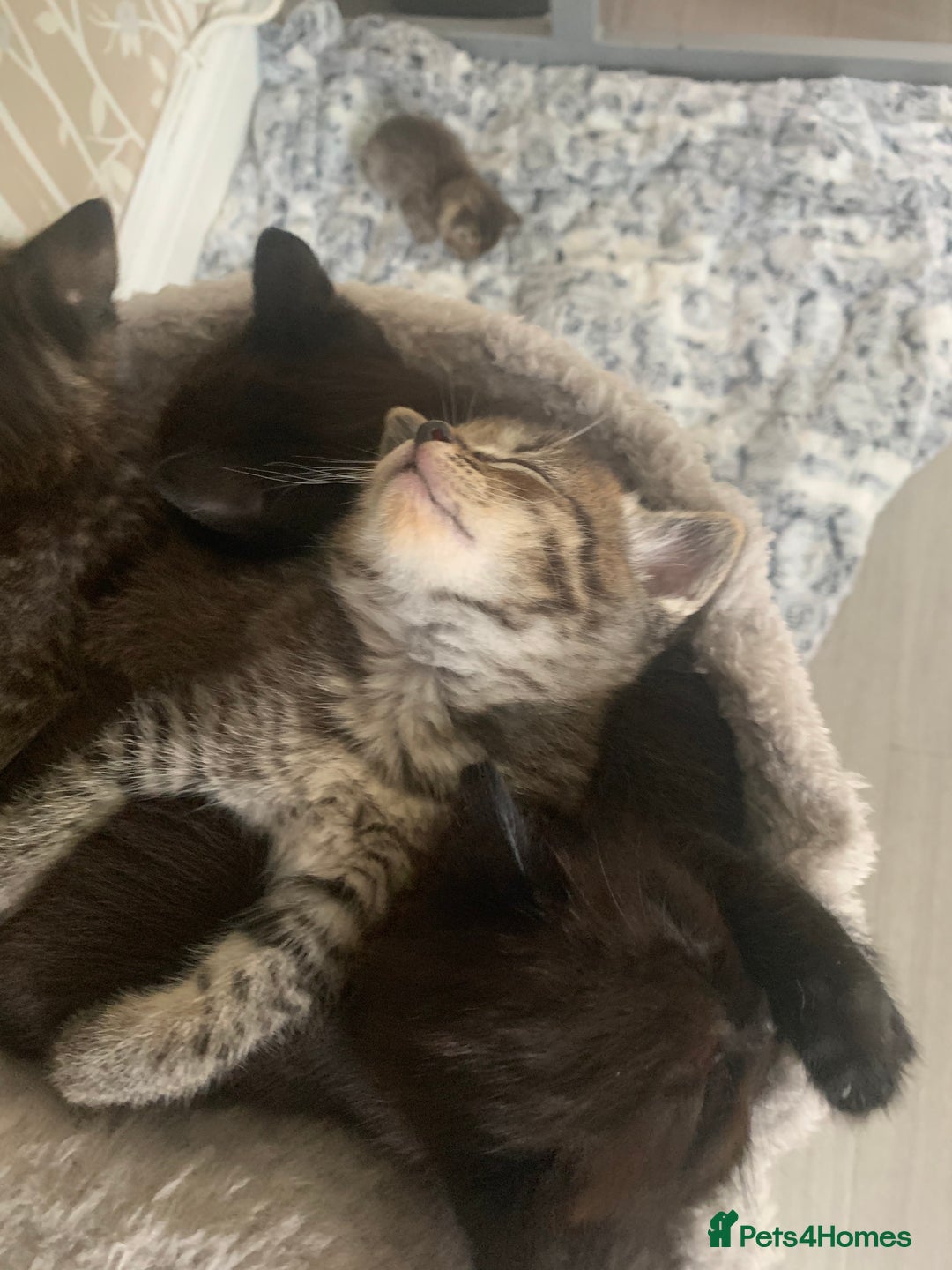 Ragdoll cats for sale: Beautiful Ragdoll/Bengal cross - Image 1