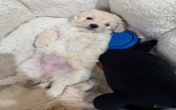 Maltese dogs for sale: Little Mia looking for forever home  - Image 2