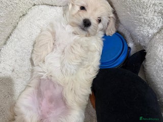 Maltese dogs Little Mia looking for forever home - Advert 2