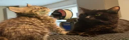 Maine Coon cats for sale: Gorgeous Maine Coon X Kittens Ready Now! 🐾 - Advert 15