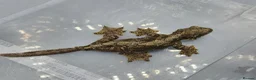 Gecko reptiles for sale: Kuhl's Flying Gecko - Advert 2