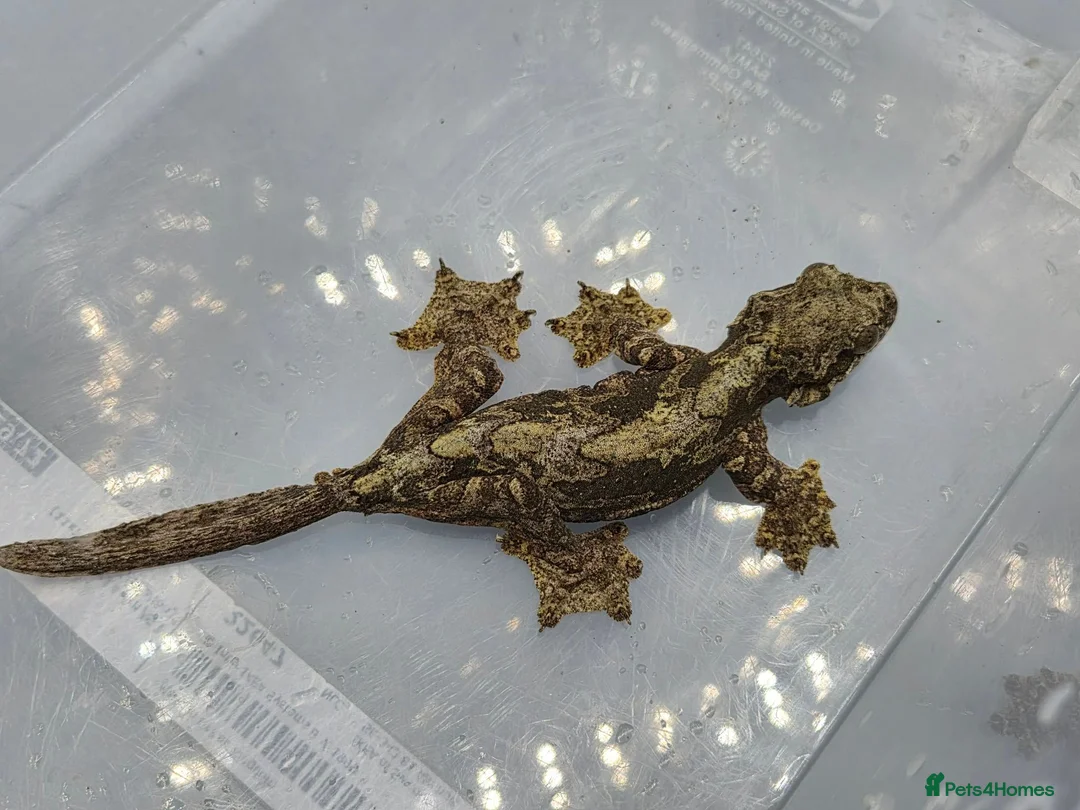 Gecko reptiles for sale: Kuhl's Flying Gecko - Advert 2