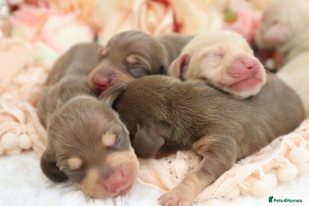 Miniature Dachshund dogs for sale: KC Miniature Dachshund Puppies - Image 7