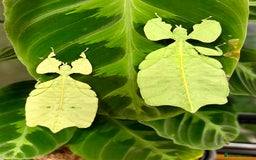 Stick Insects invertebrates for sale: Cryptophyllium limogesi nymphs (leaf insects) - Image 3