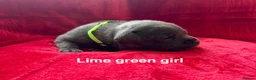 Staffordshire Bull Terrier dogs for sale: 8 stunning Stafford bull terrier puppies - Advert 37