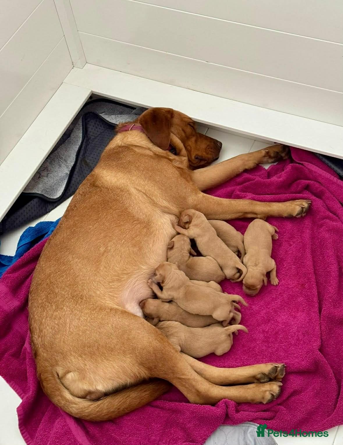 Labrador Retriever dogs KC Registered Fox Red Labrador Puppies  - Advert 13