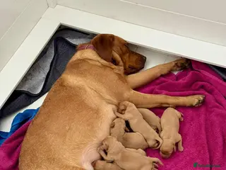 Labrador Retriever dogs KC Registered Fox Red Labrador Puppies - Advert 13