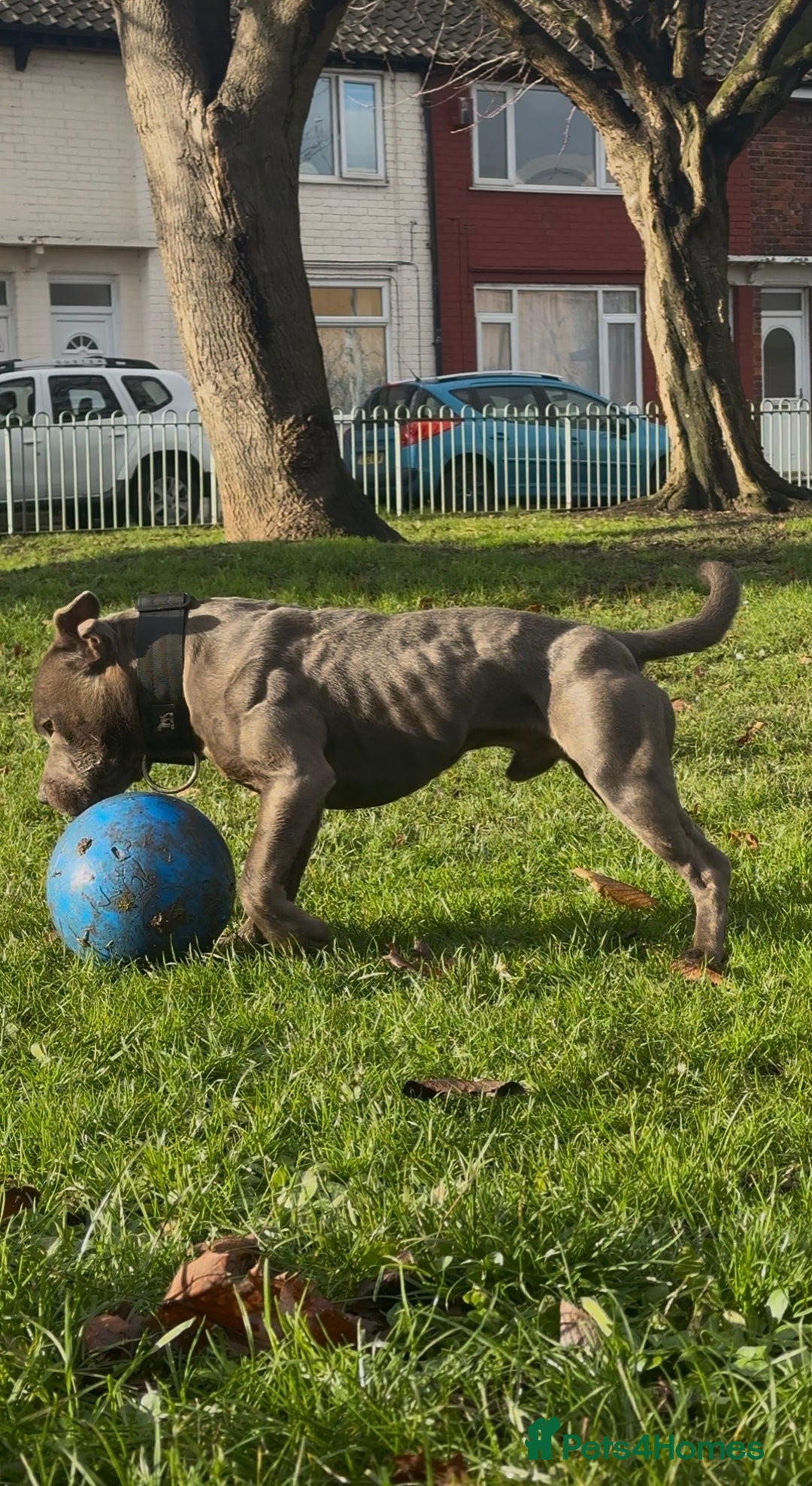 Staffordshire Bull Terrier dogs for stud: Elite Staffy Bullet - Advert 3