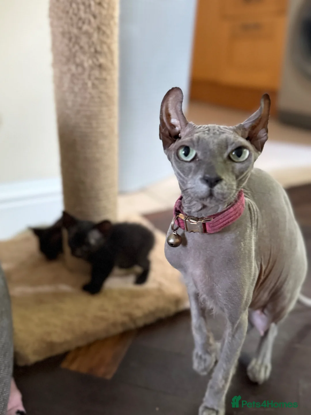 Mixed Breed cats for sale: Sphynx cross kittens  - Advert 2