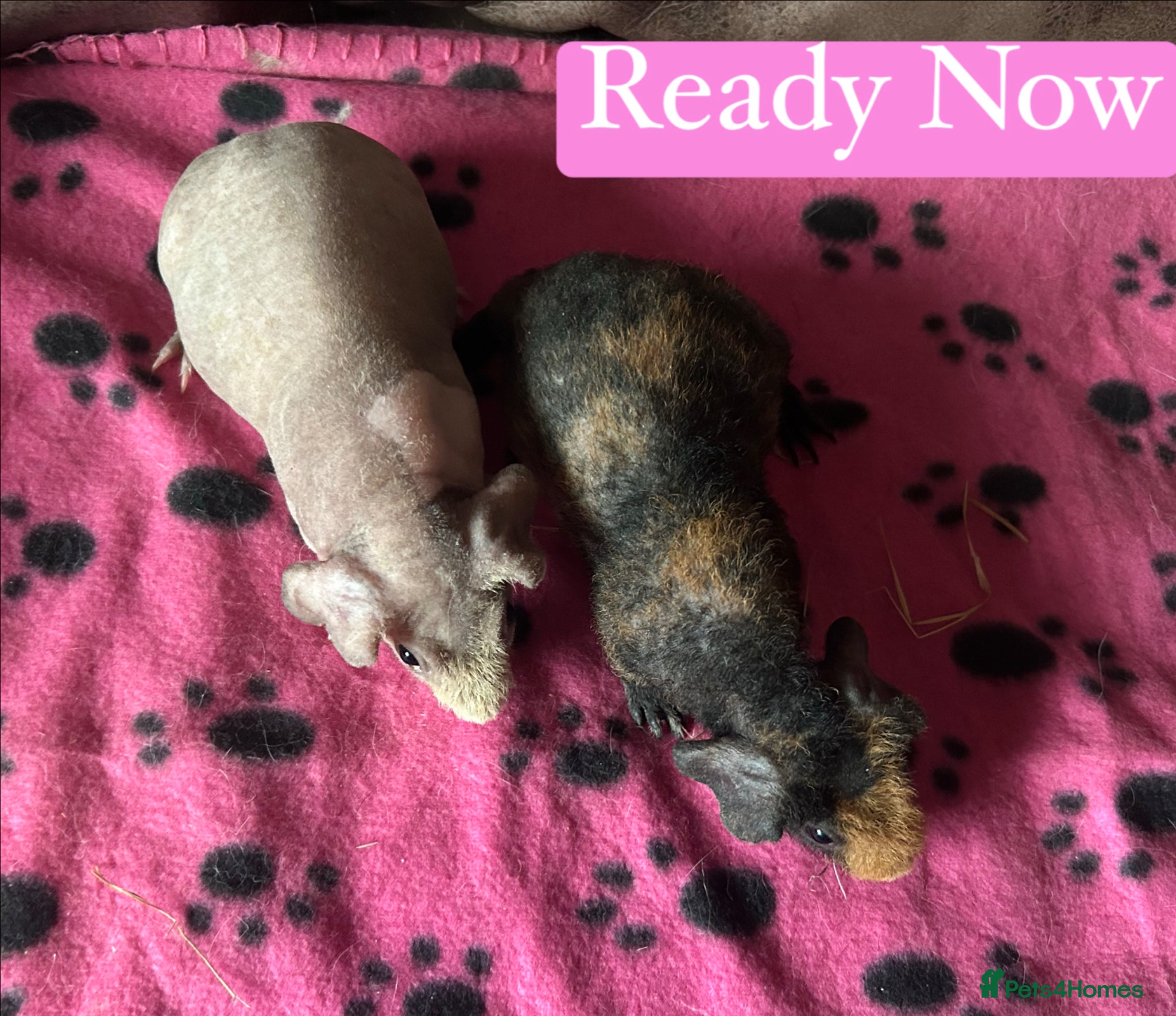 Guinea Pig rodents Skinny Pig Sows  - Advert 5
