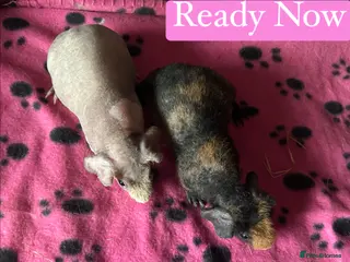 Guinea Pig rodents Skinny Pig Sows - Advert 5