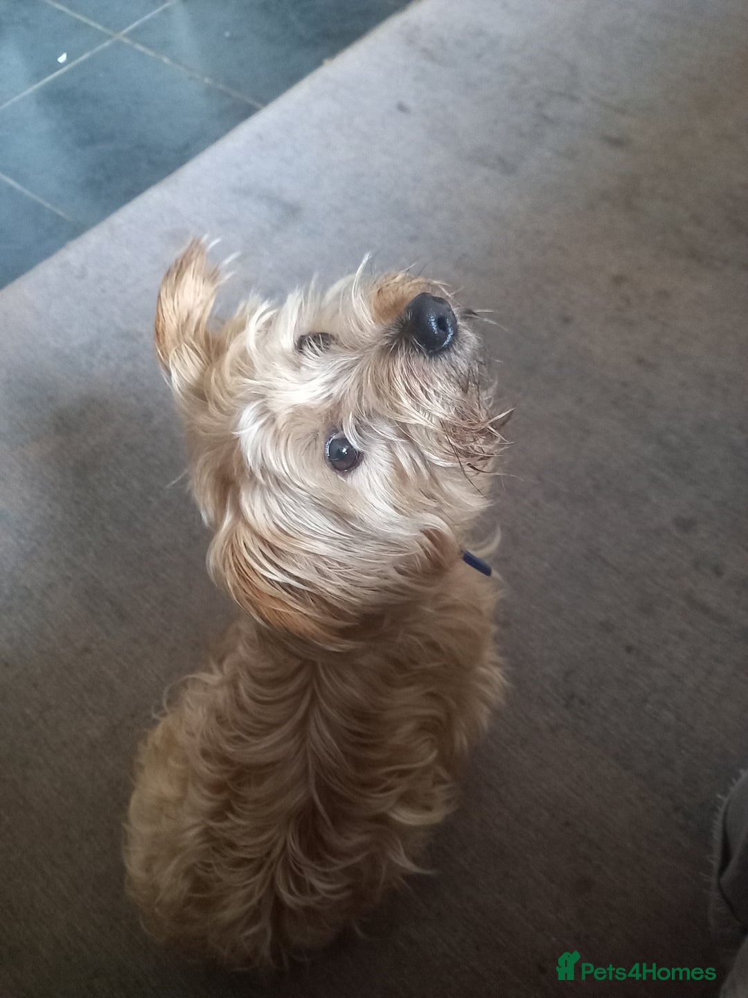 Mixed Breed dogs for sale: Mature male chorkie - Advert 4