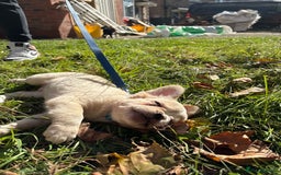 French Bulldog dogs for sale: 3 left- Fluffy French bulldogs pink & testable  - Advert 17