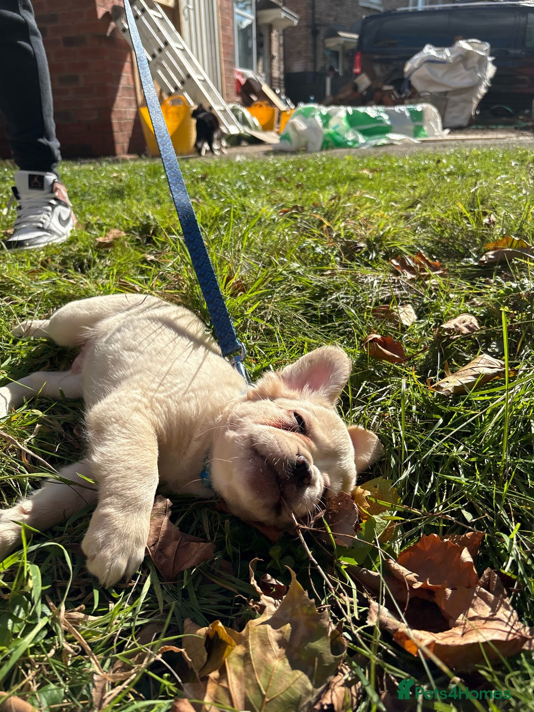 French Bulldog dogs for sale: 3 left- Fluffy French bulldogs pink & testable  - Advert 17