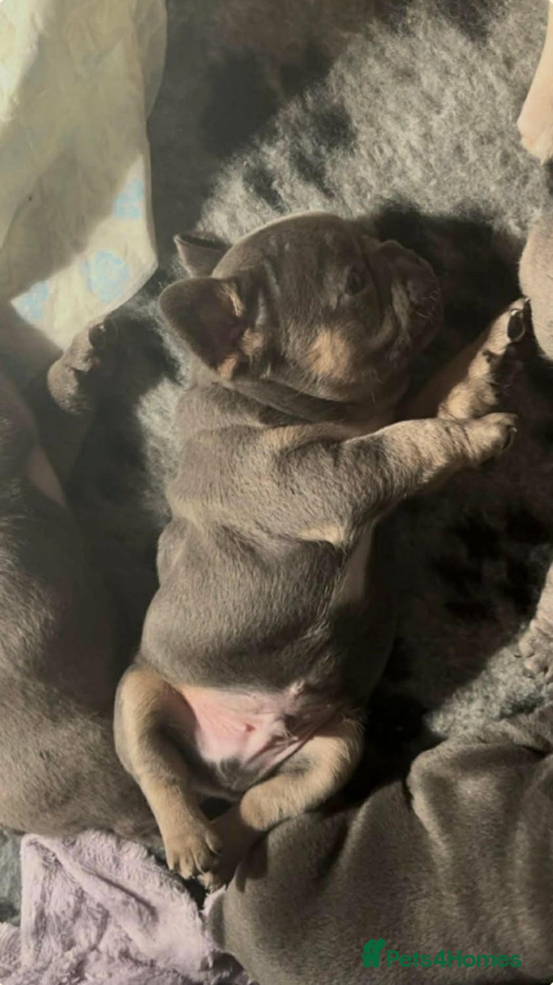 French Bulldog dogs for sale: Beautiful KC registered French Bulldog Puppies - Advert 4