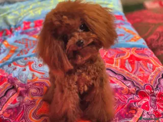 Toy Poodle dogs Amazing Red Asian Toy Poodle FOR STUD ONLY - Advert 7