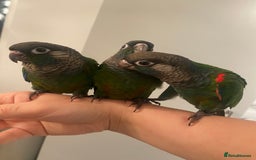 Conures birds for sale: Hand reared silly tame conure  - Image 3