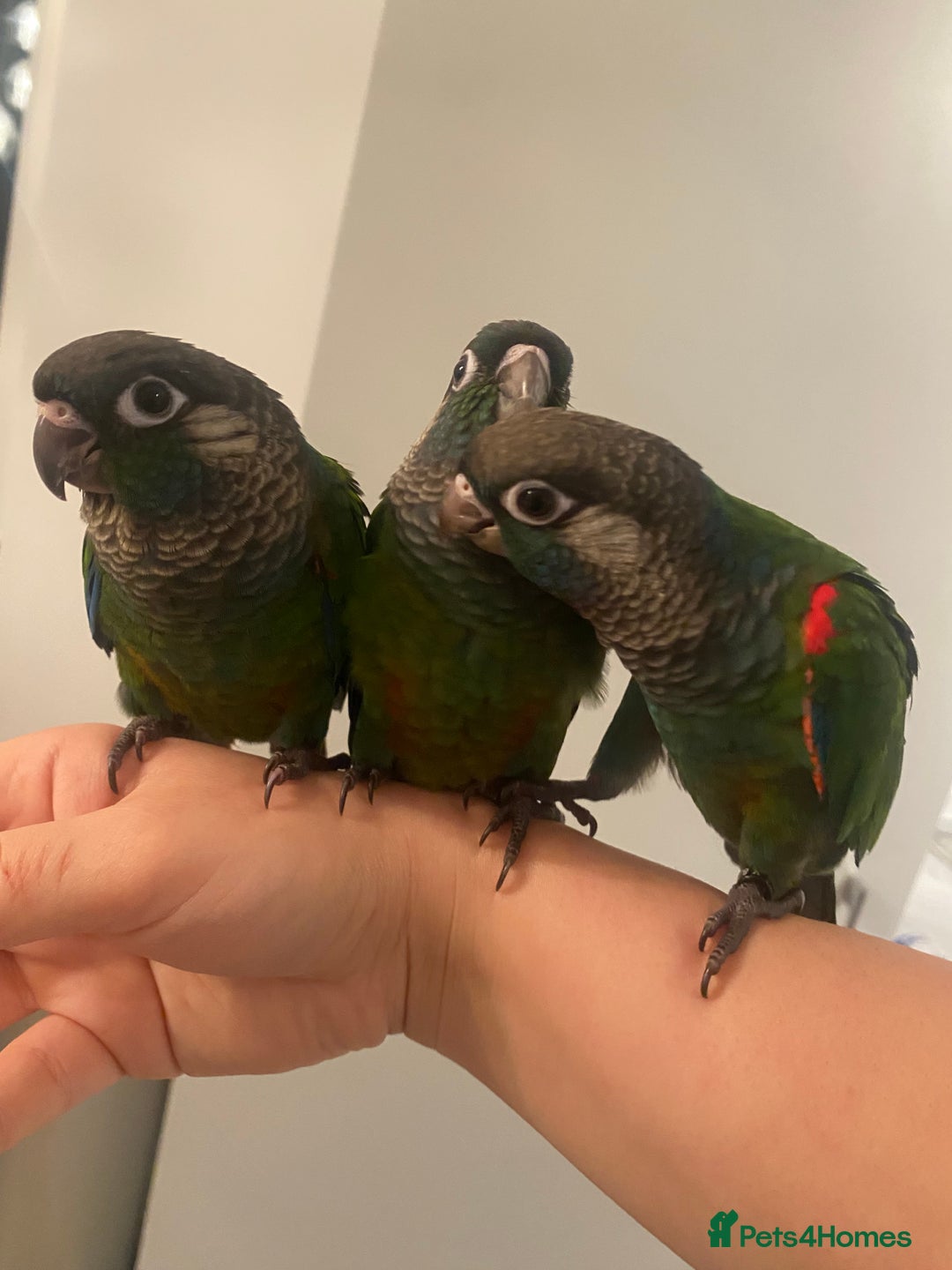 Conures birds for sale: Hand reared silly tame conure  - Image 3