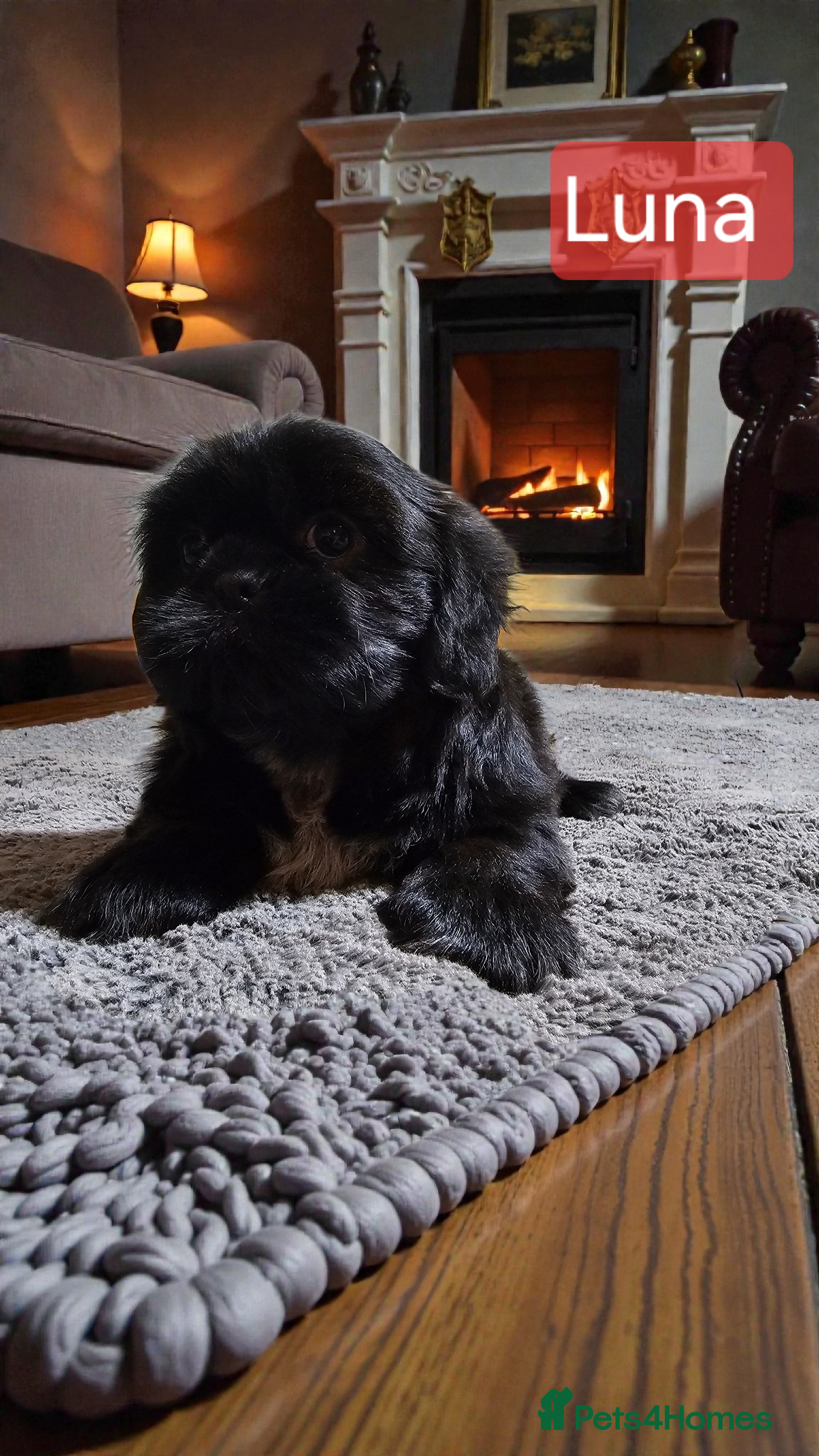 Shih Tzu dogs 💞 QUALITY STANDARD SHIH TZU 💞 - Advert 2