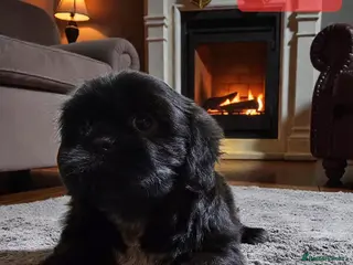 Shih Tzu dogs 💞 QUALITY STANDARD SHIH TZU 💞 - Advert 2