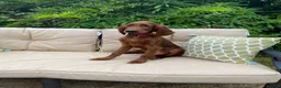 Irish Setter dogs for sale: One Boy available- KC Irish Setter Puppies - Advert 6