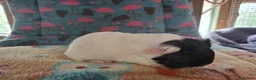 Guinea Pig rodents for sale: Baby Boars In Different Breeds  - Advert 6
