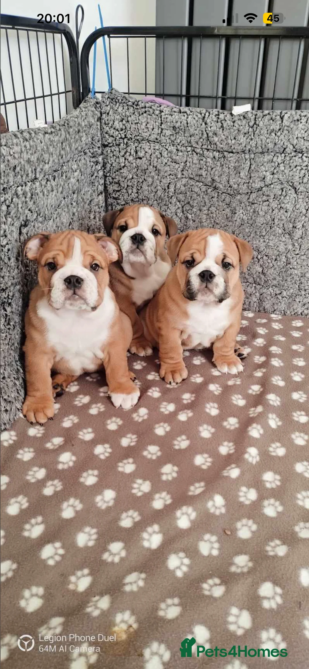 English Bulldog dogs for stud: Our Stunning English Bulldog Carter  in York - Advert 23
