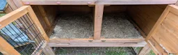 Mini Lop rabbits for sale: Friendly Purebred Mini Lop Buck – 1½ Years in Ferndown - Advert 8