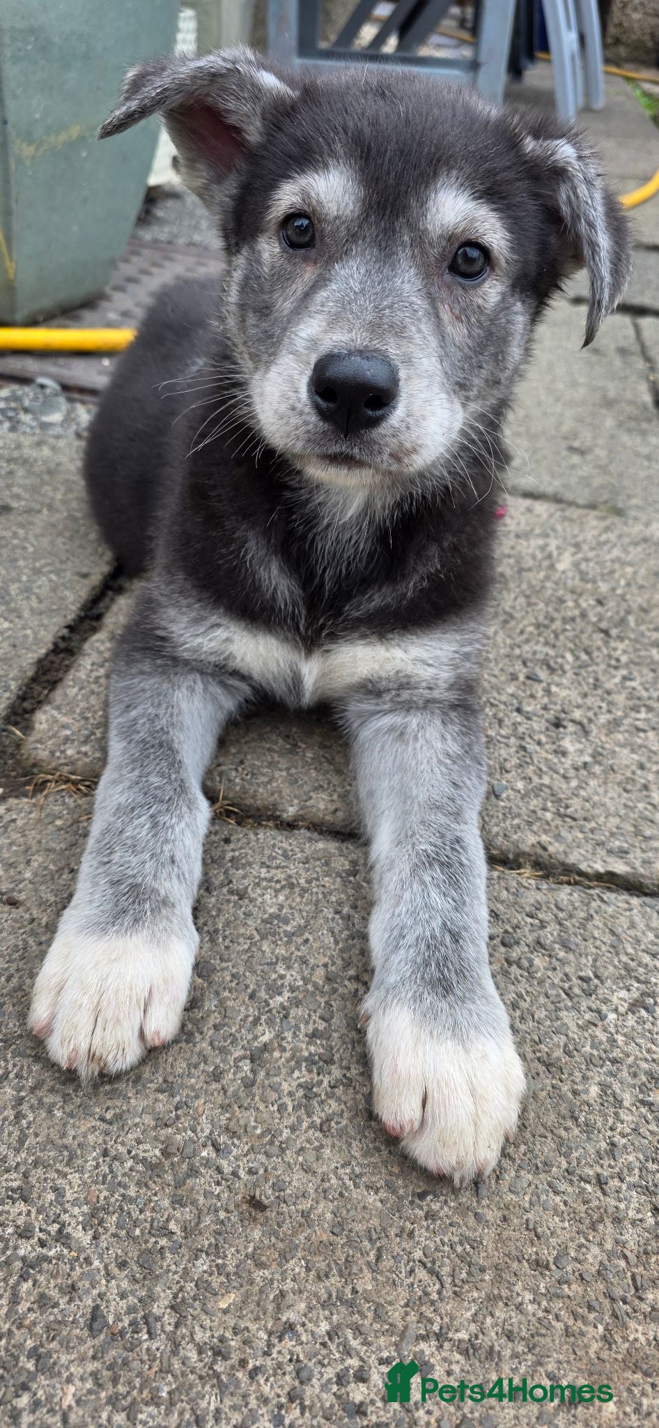 Shepsky dogs Shepsky puppies  - Advert 3
