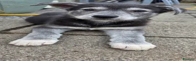 Shepsky 1