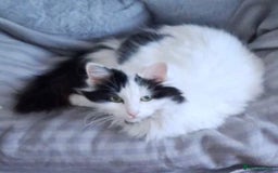British Longhair cats for sale: Lovely longhair needs a new home - Image 4