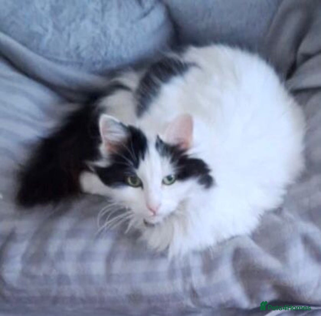 British Longhair cats for sale: Lovely longhair needs a new home - Image 4