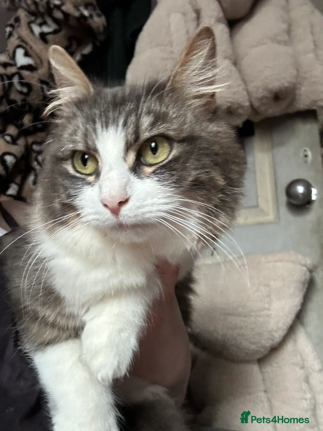 Mixed Breed cats for sale: 5 beautiful kittens  - Advert 1