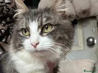 Mixed Breed cats 5 beautiful kittens - Advert 1