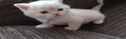British Shorthair cats for sale: GCCF registered cream and lilac BSH - Advert 6