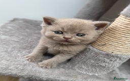 British Shorthair cats for sale: GCCF Registered British Shorthair kittens  - Image 5
