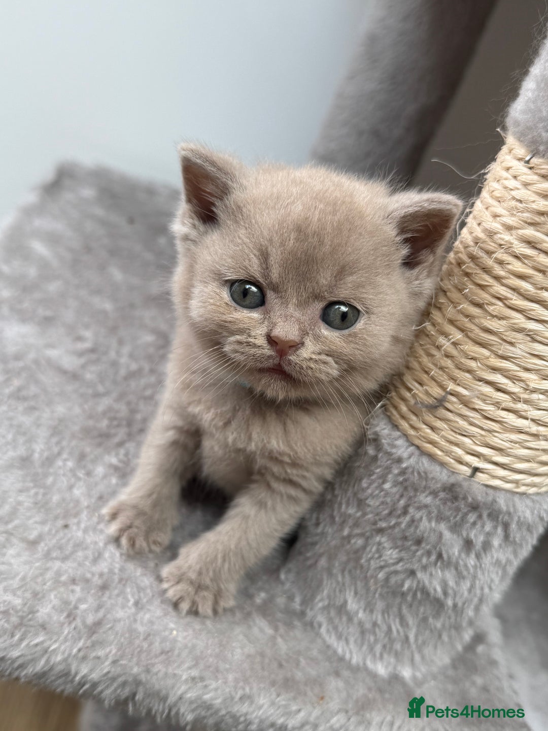 British Shorthair cats for sale: GCCF Registered British Shorthair kittens  - Image 5