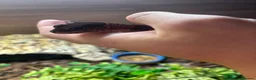 Gecko reptiles for sale: 3 fat tailed geckos all female not including tank in High Wycombe - Advert 9