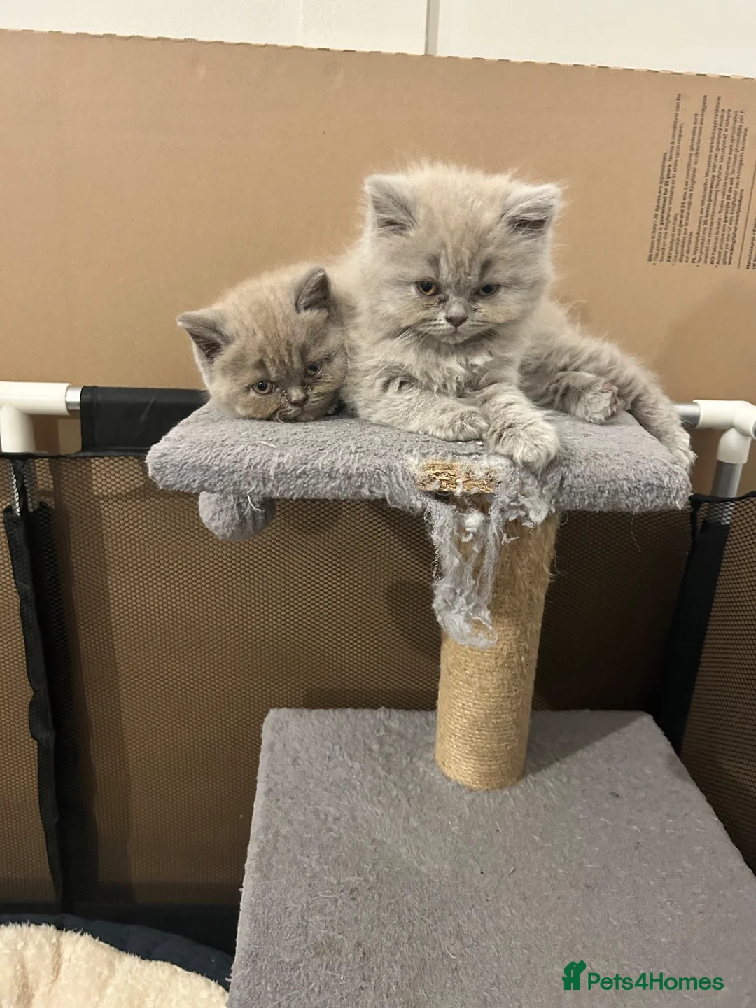 British Shorthair cats for sale: BSH British short hair kittens lilic grey  - Advert 2