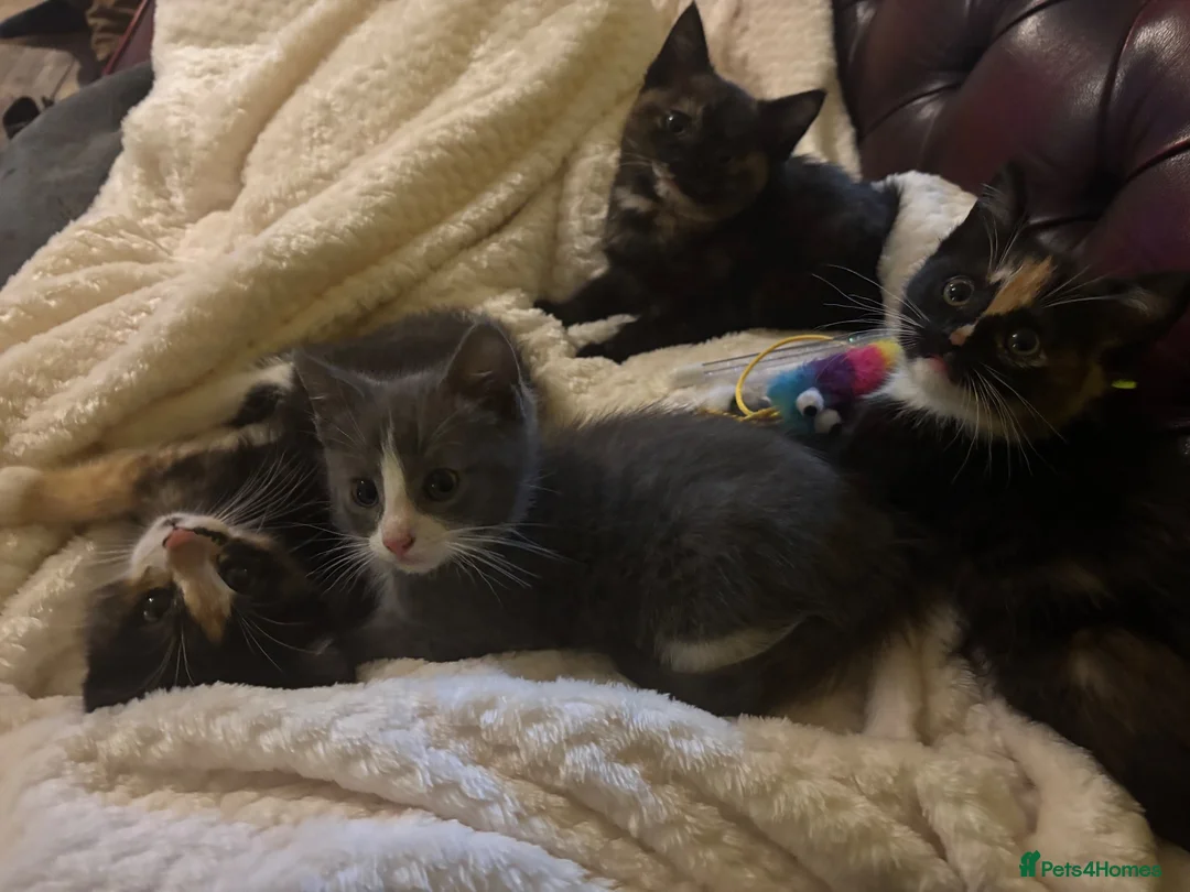 Ragdoll cats for sale: 🐾 Gorgeous Ragdoll Cross Kittens🐾 - Advert 8