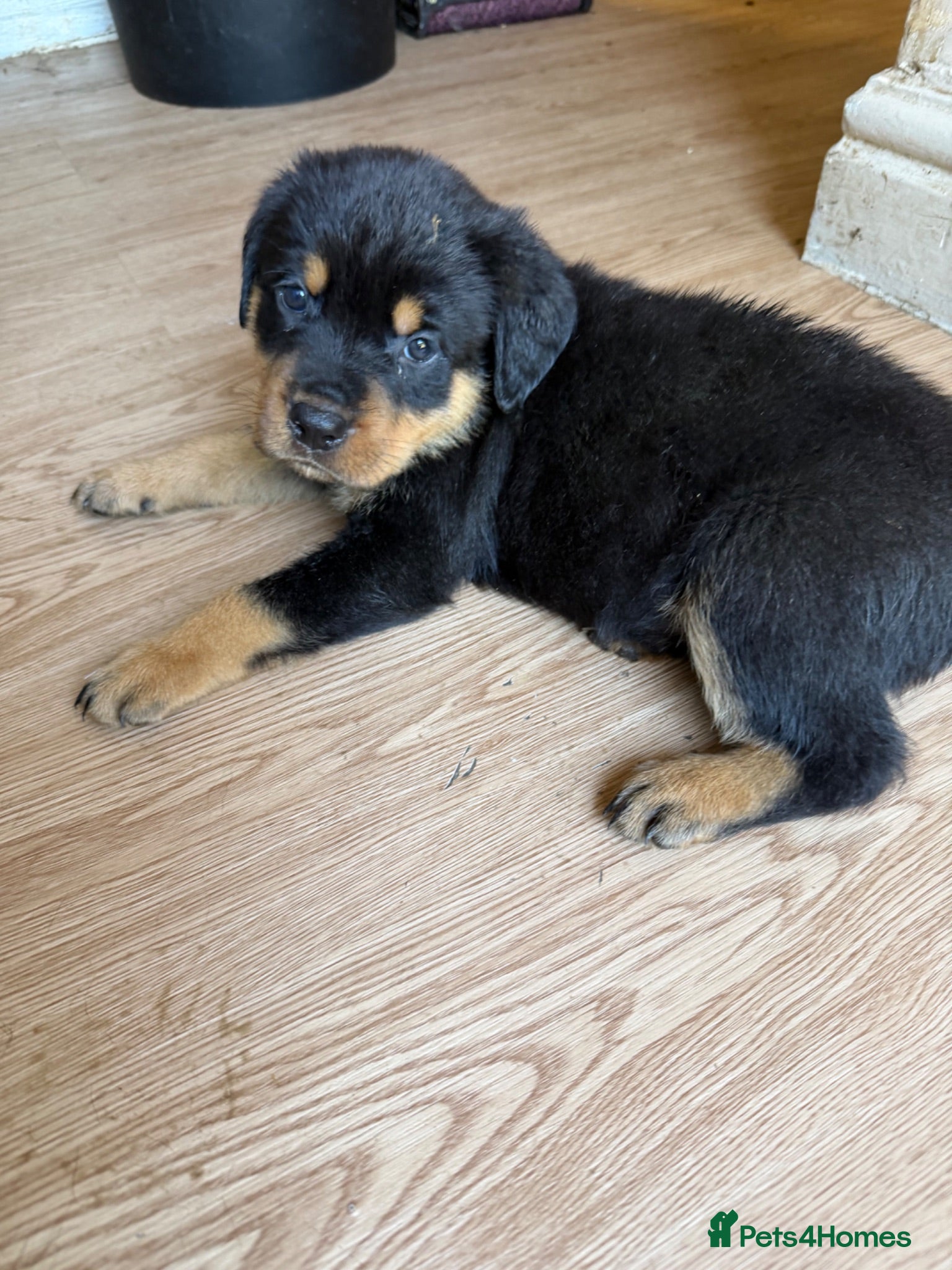 Rottweiler dogs Reduced ❤️8 Rottweiler Puppies ❤️   - Advert 13