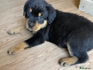 Rottweiler dogs Reduced ❤️8 Rottweiler Puppies ❤️ - Advert 13