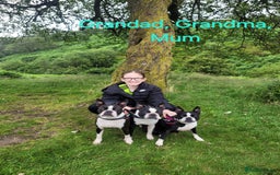 Boston Terrier dogs for sale: Stunning true to type wildax litter - Image 20