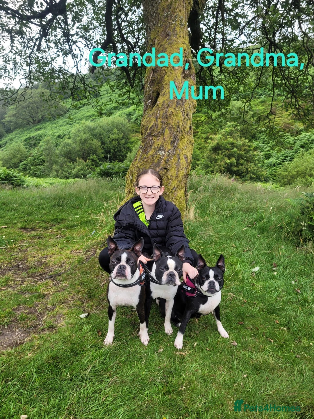 Boston Terrier dogs for sale: Stunning true to type wildax litter - Image 20