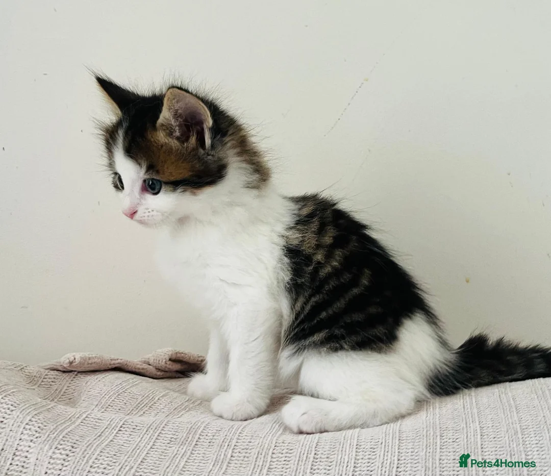 Mixed Breed cats for sale:     4 Beautiful Kittens Ready for Forever Homes ❤️ - Advert 2