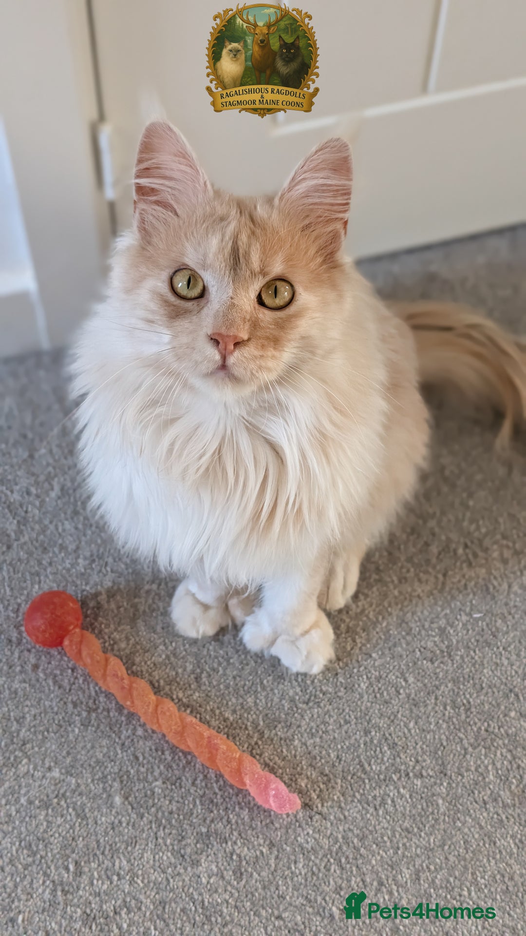 Maine Coon cats for stud: High Red Smoke 66/66 Polydactyl European line - Advert 9