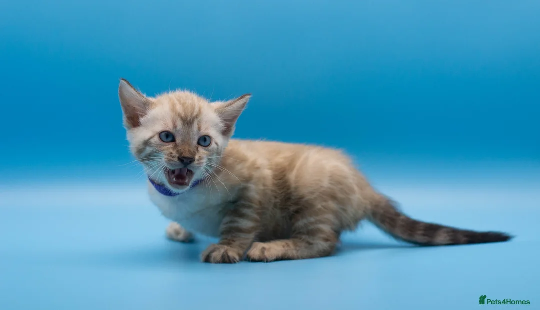 Bengal cats for sale: Snow Lynx Bengal Kittens–Available for Reservation - Advert 6